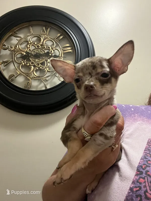 Bella-Teacup-(Merle) – Chihuahua puppy for sale in Indianapolis, IN