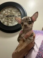 Bella-Teacup-(Merle), a female Chihuahua for sale in Indianapolis, IN – 2 of 8