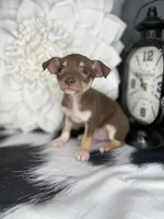 Brownie, a male Chihuahua for sale in Indianapolis, IN – 2 of 5