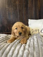 Chloe, a female Golden Retriever for sale in Indianapolis, IN – Photo 1 of 2