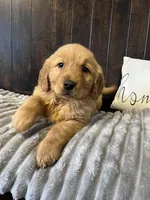 Chloe, a female Golden Retriever for sale in Indianapolis, IN – Photo 2 of 2