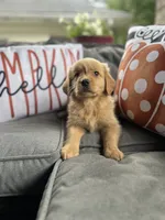 Zoey, a female Golden Retriever for sale in Indianapolis, IN – 6 of 6