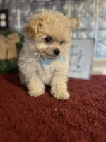 Tyson, a male Pomapoo for sale in Indianapolis, IN – 5 of 6