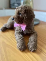 Charlie, a male Poodle - Miniature  for sale in Indianapolis, IN – 7 of 7