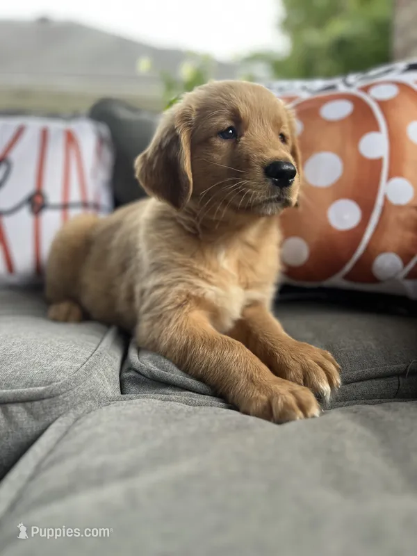 Charlie – Golden Retriever puppy for sale in Indianapolis, IN