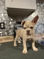 Bailey-((Merle)), a male French Bulldog for sale in Indianapolis, IN – 3 of 5