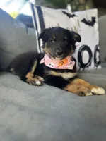 Chloe, a female Australian Shepherd for sale in Indianapolis, IN – 4 of 7