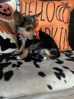 Tyson (Blue merle) , a male Chipoo for sale in Indianapolis, IN – 2 of 5