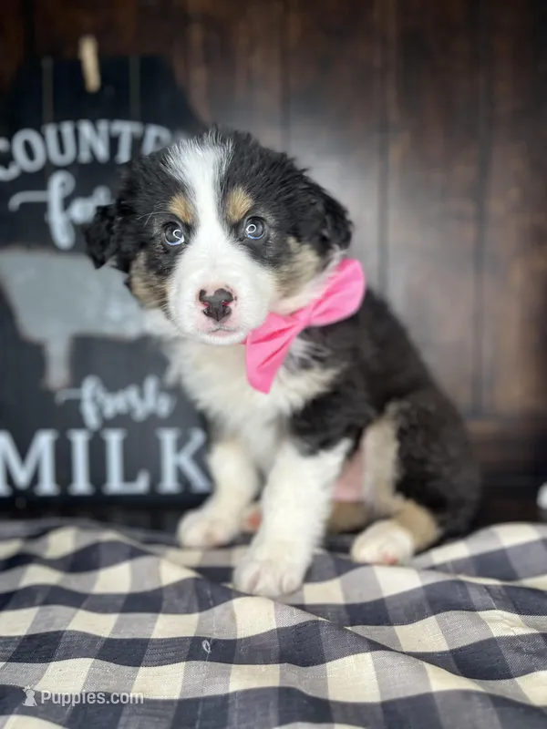 Maverick, a male Australian Shepherd for sale in Indianapolis, IN – 1 of 3