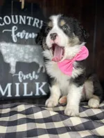 Maverick, a male Australian Shepherd for sale in Indianapolis, IN – 3 of 3