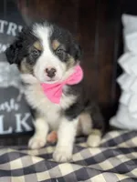 Maverick, a male Australian Shepherd for sale in Indianapolis, IN – 2 of 3