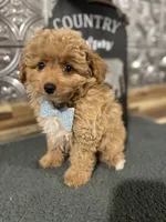 Teddy, a male Pomapoo for sale in Indianapolis, IN – 3 of 3