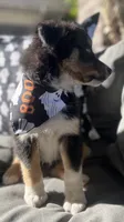 Titan, a male Australian Shepherd for sale in Indianapolis, IN – 4 of 6