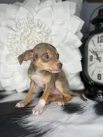 Sophie, a female Chihuahua for sale in Indianapolis, IN – 4 of 5