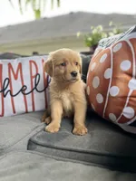 Zoey, a female Golden Retriever for sale in Indianapolis, IN – 4 of 6