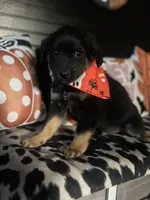 Bow, a male Australian Shepherd for sale in Indianapolis, IN – 2 of 6