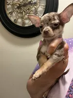 Bella-Teacup-(Merle), a female Chihuahua for sale in Indianapolis, IN – 4 of 8