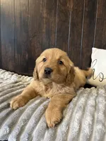 Charlie , a male Golden Retriever for sale in Indianapolis, IN – 3 of 3