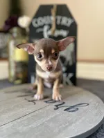 Brownie (Teacup), a male Chihuahua for sale in Indianapolis, IN – 5 of 5