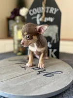 Brownie (Teacup), a male Chihuahua for sale in Indianapolis, IN – 3 of 5