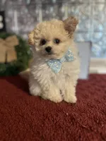 Tyson, a male Pomapoo for sale in Indianapolis, IN – 2 of 6