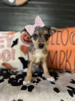 Bella (Blue Merle), a female Chipoo for sale in Indianapolis, IN – 3 of 4