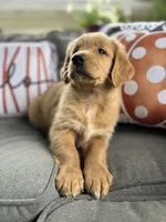 Charlie, a male Golden Retriever for sale in Indianapolis, IN – 3 of 5