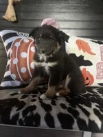 Chloe, a female Australian Shepherd for sale in Indianapolis, IN – 7 of 7