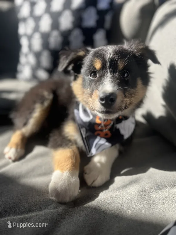 Titan – Australian Shepherd puppy for sale in Indianapolis, IN