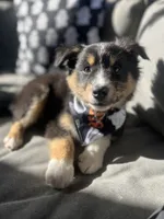 Titan, a male Australian Shepherd for sale in Indianapolis, IN – 3 of 6