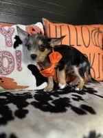 Tyson (Blue merle) , a male Chipoo for sale in Indianapolis, IN – 5 of 5