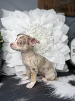 Sasha-Teacup, a female Chihuahua for sale in Indianapolis, IN – 2 of 5