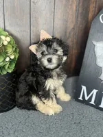 Riley, a female Yorkipoo for sale in Indianapolis, IN – 3 of 3
