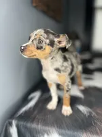 Blue, a male Chihuahua for sale in Indianapolis, IN – Photo 3 of 6