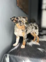 Blue, a male Chihuahua for sale in Indianapolis, IN – Photo 2 of 6