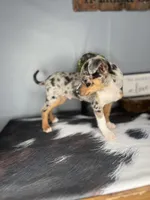 Blue, a male Chihuahua for sale in Indianapolis, IN – Photo 4 of 6