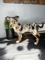 Blue, a male Chihuahua for sale in Indianapolis, IN – Photo 6 of 6