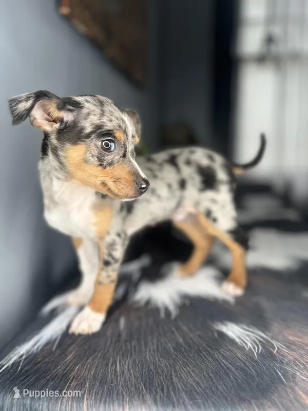 Blue – Chihuahua puppy for sale in Indianapolis, IN