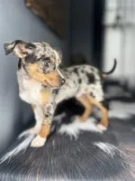 Blue, a male Chihuahua for sale in Indianapolis, IN – Photo 1 of 6