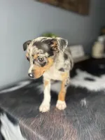 Blue, a male Chihuahua for sale in Indianapolis, IN – Photo 5 of 6