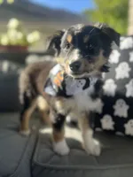 Titan, a male Australian Shepherd for sale in Indianapolis, IN – 5 of 6