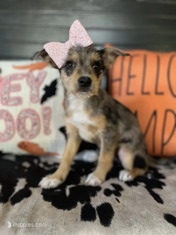 Bella (Blue Merle) – Chipoo puppy for sale in Indianapolis, IN