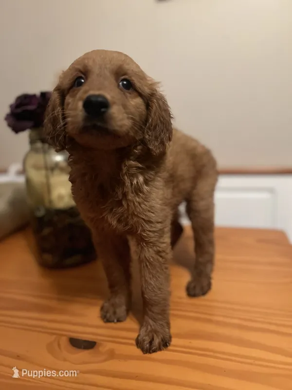 Max – Golden Retriever puppy for sale in Indianapolis, IN