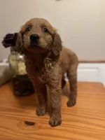 Max, a male Golden Retriever for sale in Indianapolis, IN – 1 of 2