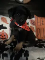 Bow, a male Australian Shepherd for sale in Indianapolis, IN – 4 of 6