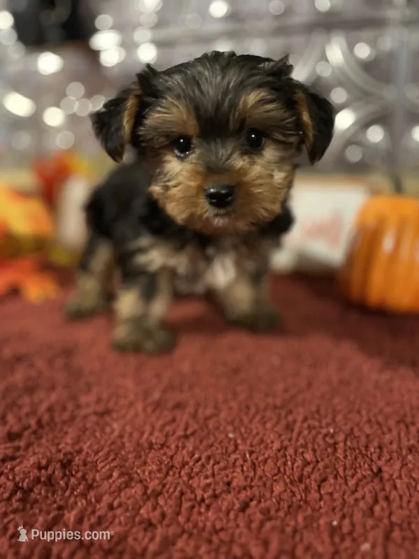 Jack – Yorkshire Terrier puppy for sale in Indianapolis, IN