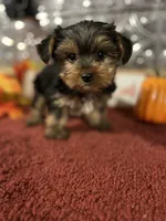 Jack, a male Yorkshire Terrier for sale in Indianapolis, IN – 1 of 4