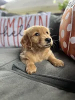Chloe, a female Golden Retriever for sale in Indianapolis, IN – 2 of 4