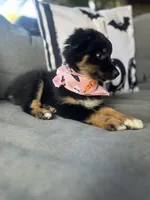Chloe, a female Australian Shepherd for sale in Indianapolis, IN – 2 of 7