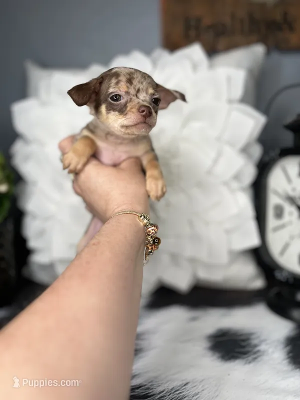 Bella-Teacup – Chihuahua puppy for sale in Indianapolis, IN
